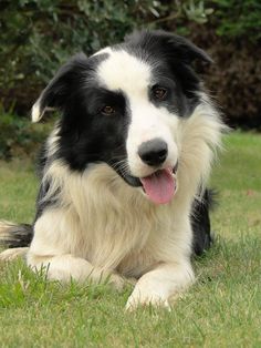 a black and white dog laying in the grass