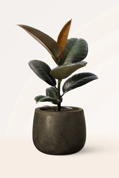 a potted plant with green leaves in it