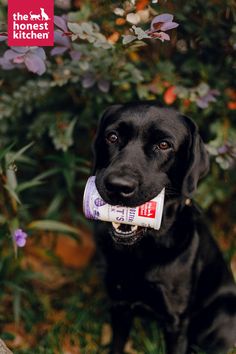 a black dog with a tube of toothpaste in its mouth