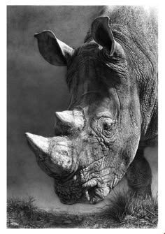 a black and white photo of a rhino's face with its head turned to the side