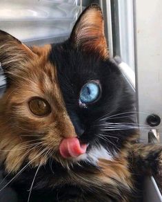 a cat sticking its tongue out while sitting on a window sill