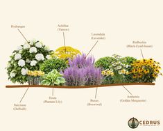 an image of different types of flowers in the garden with their names on it's side