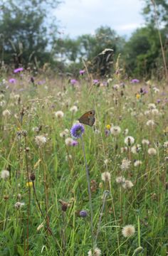 a small butterfly sitting on top of a purple flower in a field full of tall grass