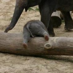 an elephant standing next to a baby elephant on top of a log