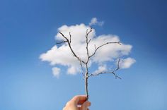 a hand holding a small tree branch in front of a blue sky with white clouds