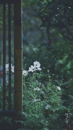 white flowers are growing in the grass near a bamboo pole and fence with trees behind it