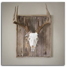 a deer skull mounted on a wooden wall