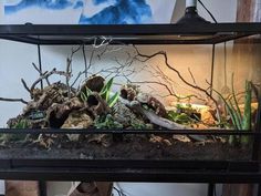 an aquarium with plants and rocks in it