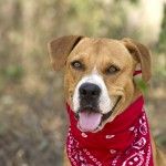 a brown dog wearing a red bandana