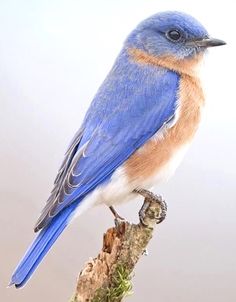 a blue bird sitting on top of a tree branch in front of a white background