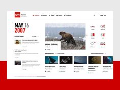 an image of a bear on the webpage with other images and text below it