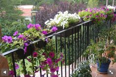 several potted plants are on the balcony