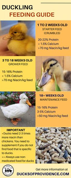 the duckling feeding guide is shown in this graphic above it's information about how to feed ducks