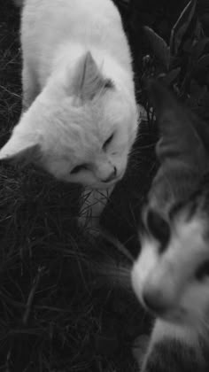 black and white photo of two cats laying on the ground looking at each other's eyes