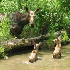 two moose are playing in the water near a fallen tree log and another animal is looking at them