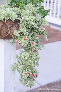 a close up of a plant on a pole with some flowers growing out of it