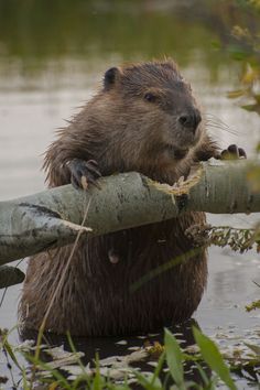 a beaver chewing on a tree branch in the water