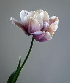 a close up of a flower in a vase