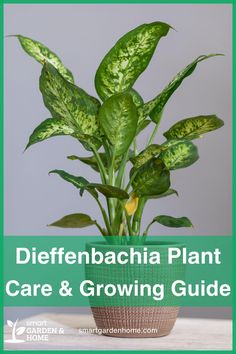 Dieffenbachia, or Dumb Cane, is a stunning houseplant known for its large, patterned leaves in shades of green, white, and cream. It grows quickly, reaching up to ten feet tall in the right conditions. This plant loves bright, indirect light and high humidity. Regular watering and annual soil changes keep it thriving. Learn more at Smart Garden and Home.