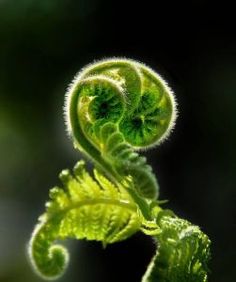 Fiddlehead Fern, Spirals In Nature, Fiddlehead Ferns, Fern Tattoo, Jungle Forest, Fern Frond, Forest Photos, Airbrush Art, Nature Plants