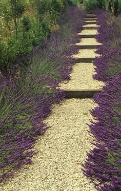 a path made out of stones and lavender flowers