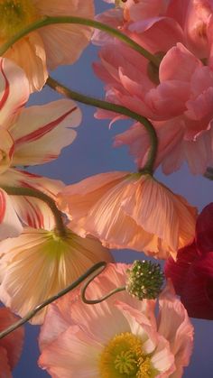 pink and yellow flowers against a blue sky