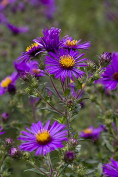 purple flowers with yellow centers in a field