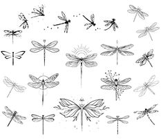 dragonflys are drawn in black and white