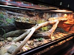 an aquarium with rocks and plants in it