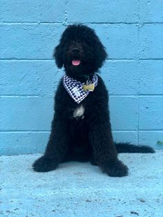 a black dog with a checkered bandana sitting in front of a blue wall