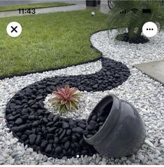 there is a rock garden with a plant in the center and two other rocks on the ground