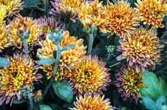 many yellow and pink flowers with green leaves