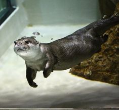 an otter swimming in the water with its mouth open