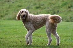 a dog that is standing in the grass