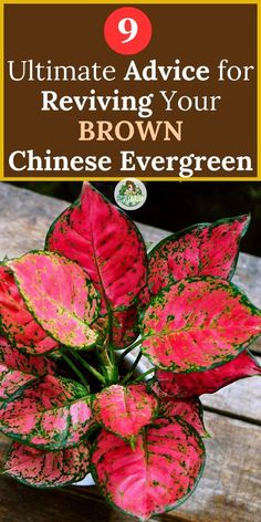 "9 Reasons Why Your Chinese Evergreen Is Turning Brown, Chinese Evergreen 
care tips, Preventing Chinese Evergreen browning, Troubleshooting Chinese 
Evergreen issues, Chinese Evergreen discoloration causes, How to revive a 
browning Chinese Evergreen, Chinese Evergreen leaf browning solutions, 
Chinese Evergreen brown spot prevention, Chinese Evergreen brown leaf 
treatment, Chinese Evergreen foliage discoloration reasons" Chinese Evergreen Plant, Plant Jungle, Chinese Evergreen, Plant Problems, House Plant, 10 Reasons, Tropical Plants, Plant Care, House Plants