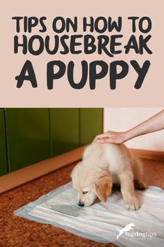 a puppy on a towel being petted by someone's hand with the words tips on how to housebreak a puppy