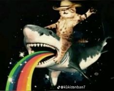 a cat riding on top of a fake shark with a rainbow in it's mouth