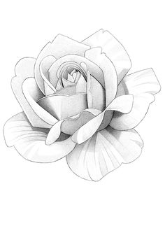 a black and white drawing of a rose