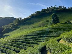 a lush green hillside covered in lots of trees