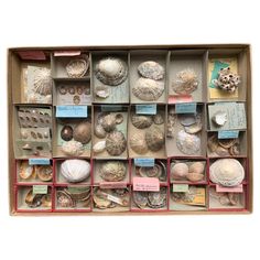 a box filled with lots of different types of seashells in it's compartments