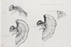 three drawings of leaves with different shapes and sizes