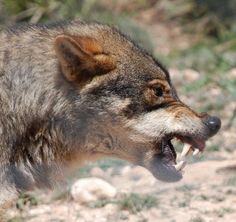 a wolf with it's mouth open showing teeth