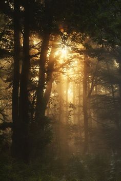 the sun shines through the foggy trees in this forest scene, as if it were on a misty day