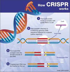 how crisper works in the form of a double - stranded, multi - layer structure