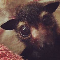 a close up of a small bat on a blanket looking at the camera with big eyes