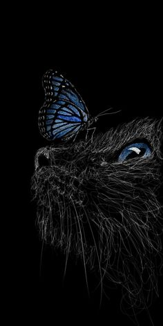 a black cat with blue eyes and a butterfly on its nose