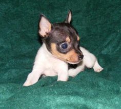 a small dog laying on top of a green blanket