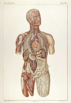 an image of the human body with organs and blood vessels in its chest, including the upper part of the torso