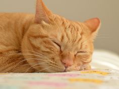 an orange cat sleeping on top of a bed