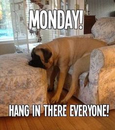 a pug dog laying on top of a couch with the caption monday hang in there everyone